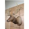 Image 2 : XXL 17-Point ELK Shoulder Mount