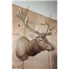 Image 3 : XXL 17-Point ELK Shoulder Mount