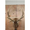 Image 4 : XXL 17-Point ELK Shoulder Mount
