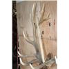 Image 5 : XXL 17-Point ELK Shoulder Mount