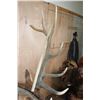 Image 6 : XXL 17-Point ELK Shoulder Mount
