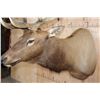 Image 7 : XXL 17-Point ELK Shoulder Mount