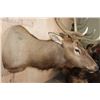 Image 8 : XXL 17-Point ELK Shoulder Mount