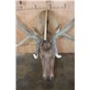 Image 9 : XXL 17-Point ELK Shoulder Mount