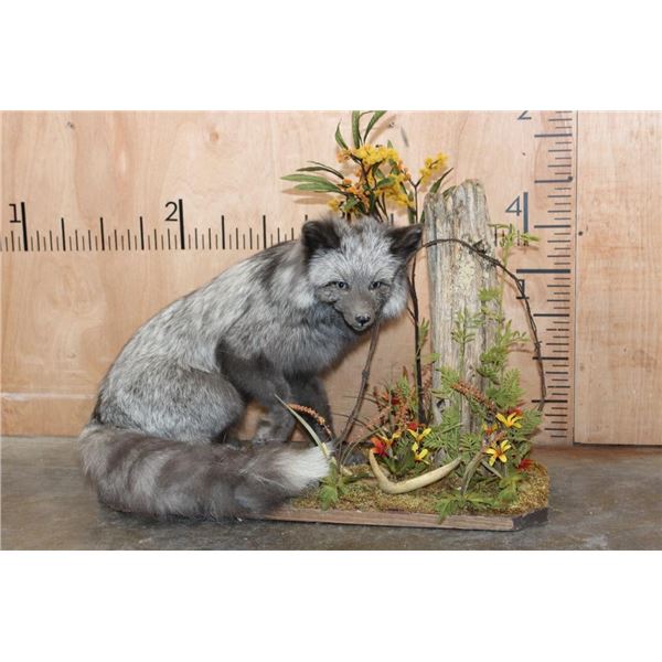 Life-sized SILVER FOX on a Decorative Base