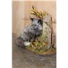 Image 3 : Life-sized SILVER FOX on a Decorative Base