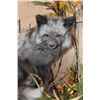 Image 4 : Life-sized SILVER FOX on a Decorative Base