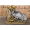 Image 7 : Life-sized SILVER FOX on a Decorative Base