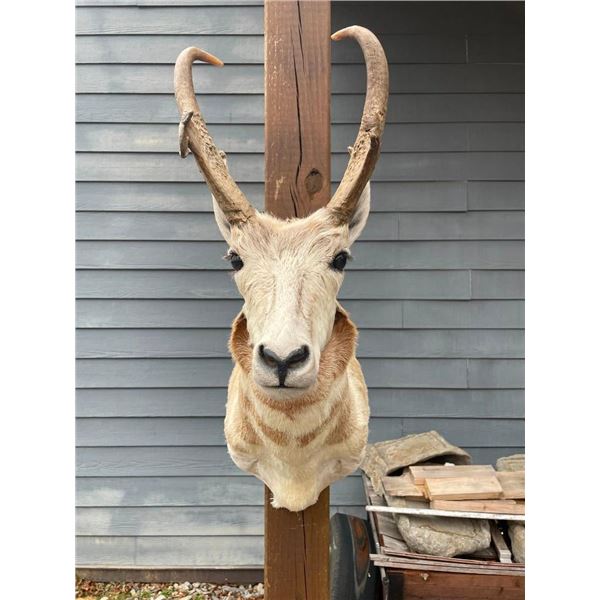 PRONGHORN Antelope Shoulder Mount