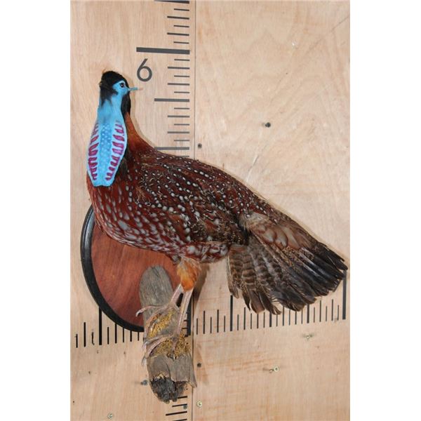 Male TEMMINCK'S TRAGOPAN PHEASANT on a Branch and Wood Plaque