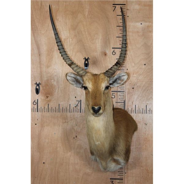 *TEXAS RESIDENTS ONLY* RED LECHWE Wall Pedestal Mount