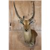 Image 1 : *TEXAS RESIDENTS ONLY* RED LECHWE Wall Pedestal Mount