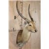 Image 2 : *TEXAS RESIDENTS ONLY* RED LECHWE Wall Pedestal Mount