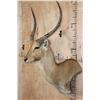 Image 3 : *TEXAS RESIDENTS ONLY* RED LECHWE Wall Pedestal Mount