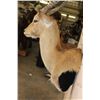 Image 4 : *TEXAS RESIDENTS ONLY* RED LECHWE Wall Pedestal Mount