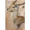 Image 5 : *TEXAS RESIDENTS ONLY* RED LECHWE Wall Pedestal Mount