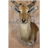 Image 6 : *TEXAS RESIDENTS ONLY* RED LECHWE Wall Pedestal Mount