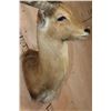 Image 7 : *TEXAS RESIDENTS ONLY* RED LECHWE Wall Pedestal Mount
