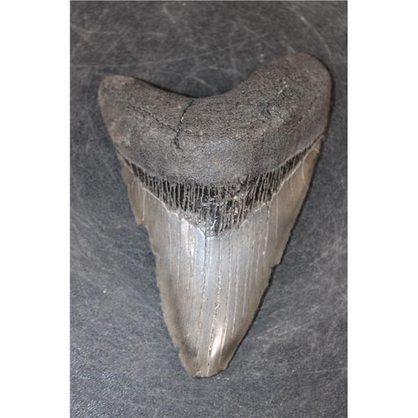 XXL MEGALODON Shark Tooth Fossil