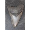 Image 1 : XXL MEGALODON Shark Tooth Fossil