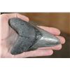 Image 2 : XXL MEGALODON Shark Tooth Fossil