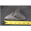 Image 3 : XXL MEGALODON Shark Tooth Fossil