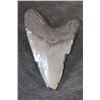 Image 4 : XXL MEGALODON Shark Tooth Fossil