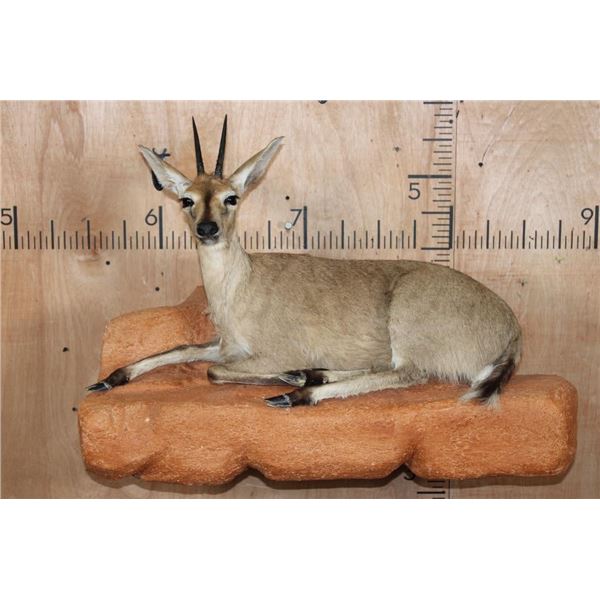 Life-sized COMMON DUIKER on a Lightweight Rock Wall Base