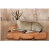Image 1 : Life-sized COMMON DUIKER on a Lightweight Rock Wall Base