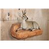 Image 2 : Life-sized COMMON DUIKER on a Lightweight Rock Wall Base