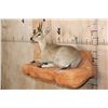 Image 3 : Life-sized COMMON DUIKER on a Lightweight Rock Wall Base