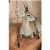 Image 4 : Life-sized COMMON DUIKER on a Lightweight Rock Wall Base