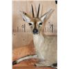 Image 5 : Life-sized COMMON DUIKER on a Lightweight Rock Wall Base