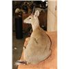 Image 6 : Life-sized COMMON DUIKER on a Lightweight Rock Wall Base