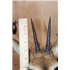 Image 7 : Life-sized COMMON DUIKER on a Lightweight Rock Wall Base
