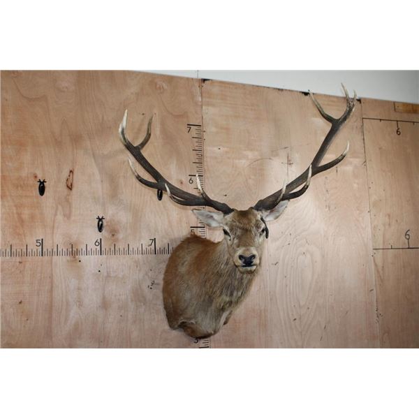 Big 12-Point RED STAG Shoulder Mount and a Drop Tine