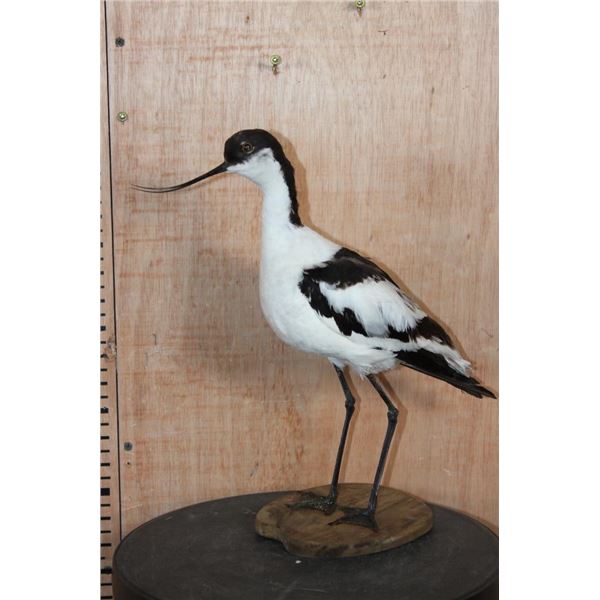PIED AVOCET Bird Mounted on a Wood Base