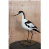 Image 1 : PIED AVOCET Bird Mounted on a Wood Base