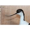 Image 2 : PIED AVOCET Bird Mounted on a Wood Base