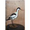 Image 3 : PIED AVOCET Bird Mounted on a Wood Base