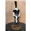Image 5 : PIED AVOCET Bird Mounted on a Wood Base