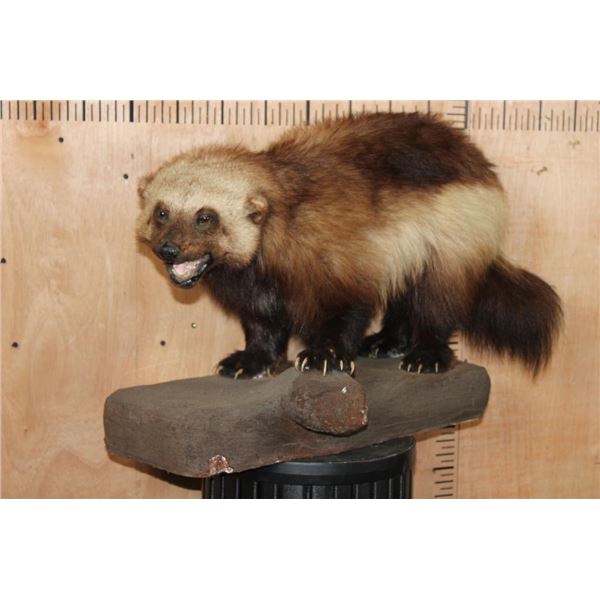 Life-sized WOLVERINE on a Rocky Base