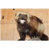 Image 5 : Life-sized WOLVERINE on a Rocky Base
