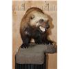 Image 6 : Life-sized WOLVERINE on a Rocky Base