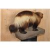 Image 8 : Life-sized WOLVERINE on a Rocky Base