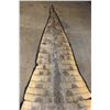 Image 10 : XXL 14' 9" Long CROCODILE HIDE or CROCODILE RUG with its Mounted Head and Claws