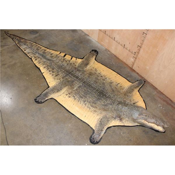 XXL 14' 9" Long CROCODILE HIDE or CROCODILE RUG with its Mounted Head and Claws