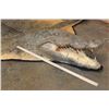 Image 3 : XXL 14' 9" Long CROCODILE HIDE or CROCODILE RUG with its Mounted Head and Claws