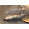 Image 4 : XXL 14' 9" Long CROCODILE HIDE or CROCODILE RUG with its Mounted Head and Claws