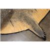 Image 5 : XXL 14' 9" Long CROCODILE HIDE or CROCODILE RUG with its Mounted Head and Claws